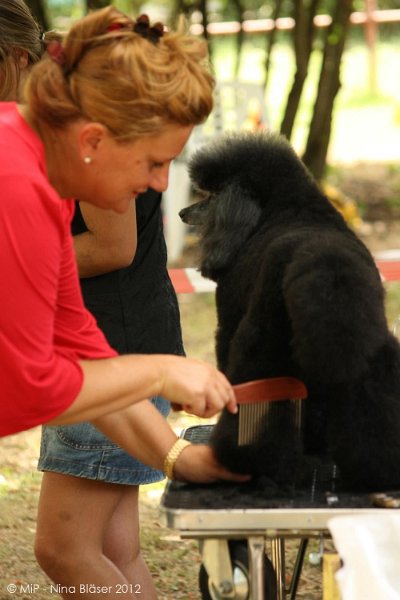 2012-07-01 B & B - Bedlington & Bichon Fun Day (86)_1000x1500.jpg